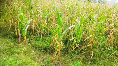 Himachal News: maize hybrid seed cultivated in solan crop damaged