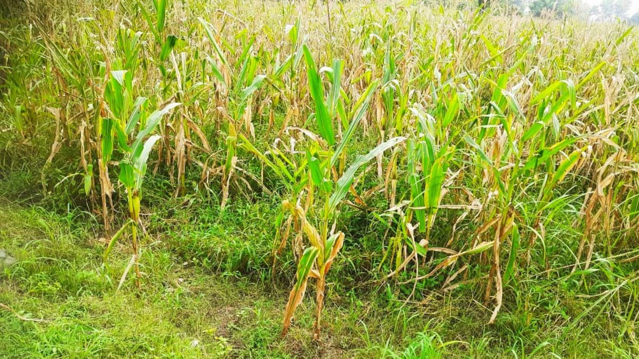 Himachal News: maize hybrid seed cultivated in solan crop damaged