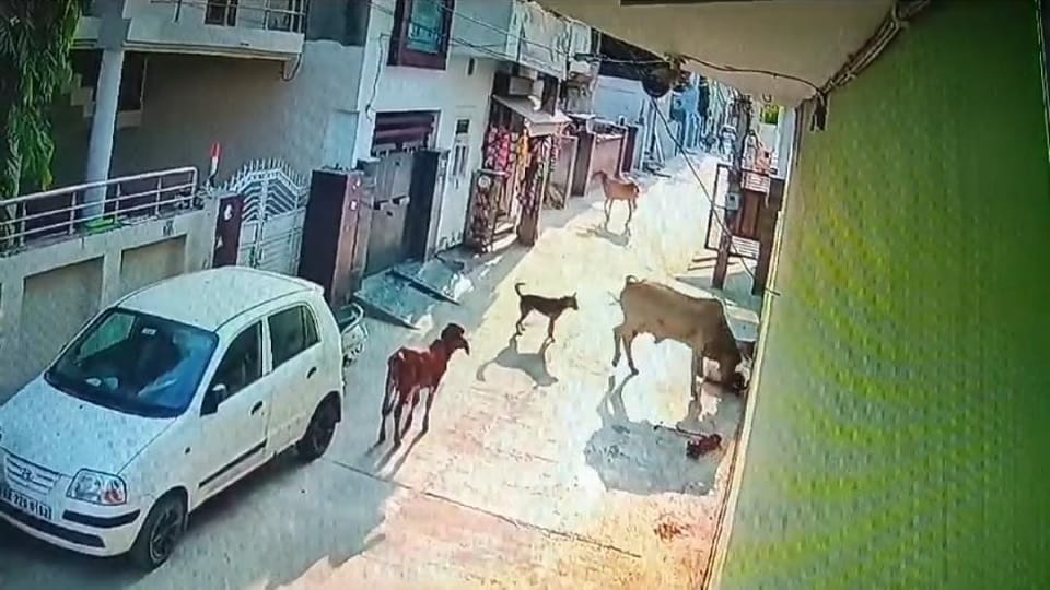 Terror of stray animals in Fatehabad, child playing in street surrounded and throw, incident captured in CCTV