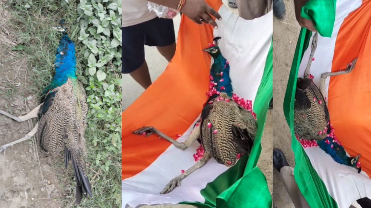 National bird died due to electric shock in Muzaffarnagar, bid its last farewell wrapped in tricolor