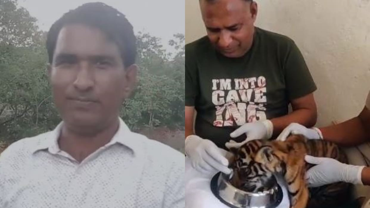 Sawai Madhopur Health of Tigress T-79 cub improving no trace of Tigress T-79 found even after a month