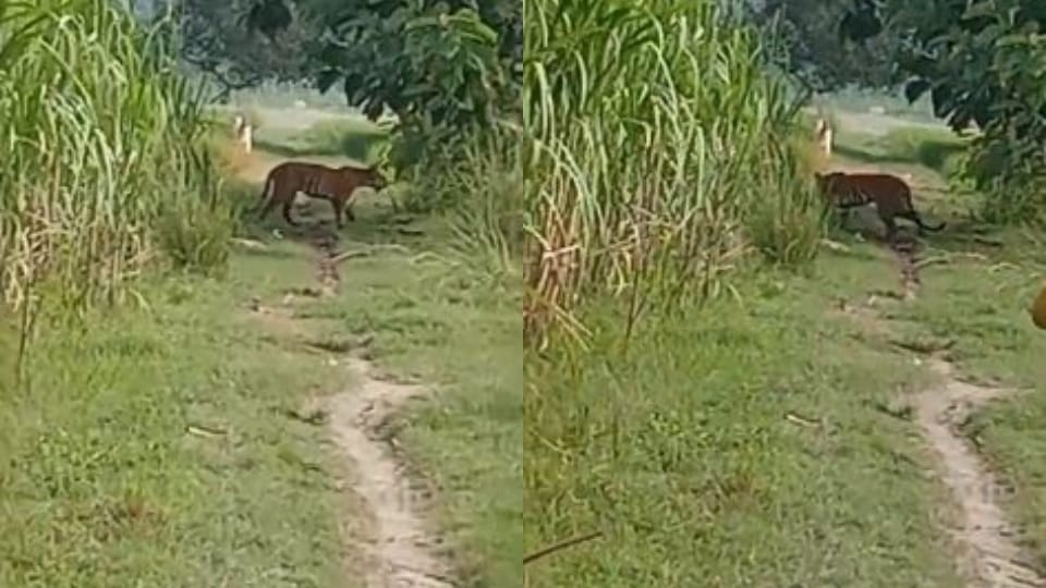 Panic spread among villagers due to tiger coming near village in Pilibhit