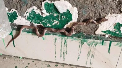 Know which number to call if snake appears around house Know helpline number