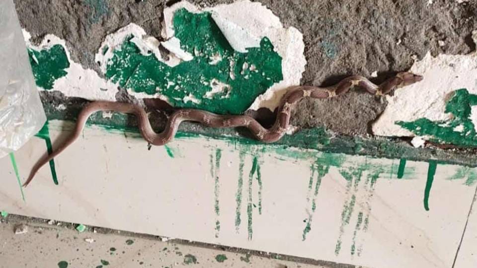 Know which number to call if snake appears around house Know helpline number