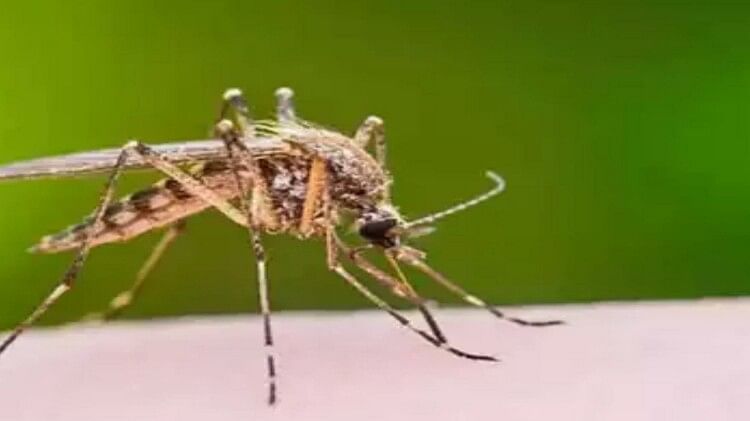 Dengue fever Number of dengue patients is increasing in the district, confirmed in seven people