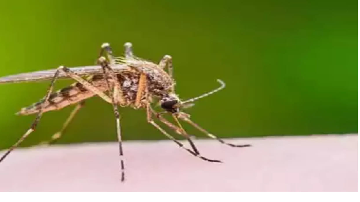 Dengue fever Number of dengue patients is increasing in the district, confirmed in seven people