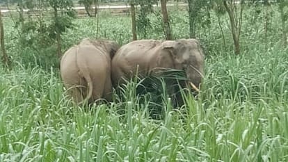 Elephants destroy crops in Kalinagar of Pilibhit