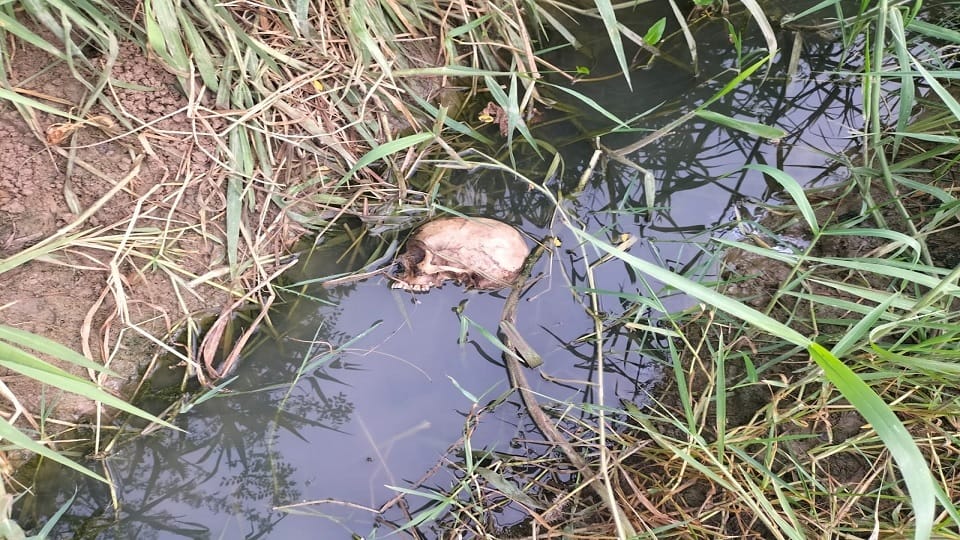Skull found in drain of Omaxe City of Rohtak, skeleton of bones found in field