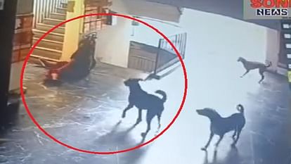 Delhi : Woman injured in dog attack