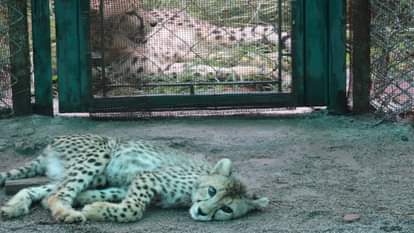 भारत में जन्म नन्हा चीता शावक