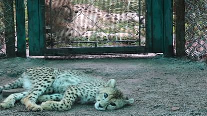 Cheeta In MP: चीता प्रोजेक्ट को पूरा हुआ एक साल, नन्हें शावक पर टिका भारत में चीतों का फ्यूचर Cheetah In MP Cheetah Project completes one year future of cheetahs in India depends on little cub
