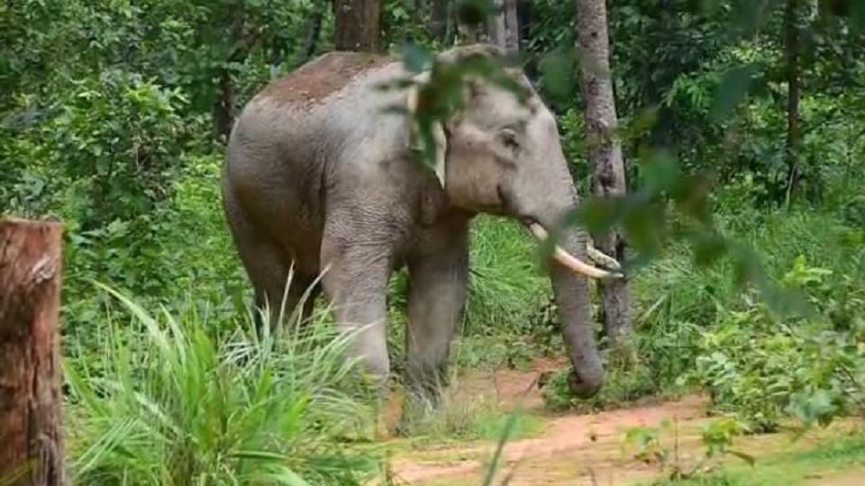A villager died in an elephant attack