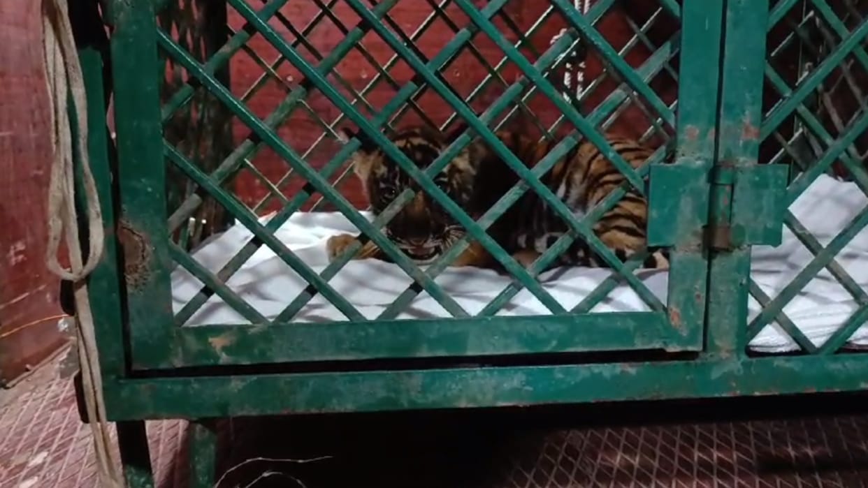Ranthambore National Park: Tigress T-79 cub sent to Jaipur, will be kept in Nahargarh Biological Park