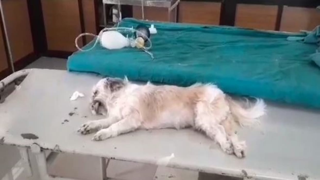 Rewa News Pet dog dies in operation theatre allegation of giving wrong injection while sterilization