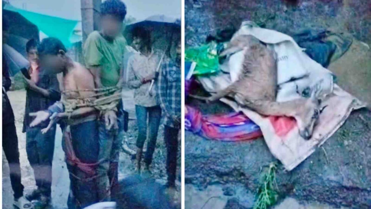Poachers of protected animal Chinkara were tied to a pole and beaten after thinking they were goat thieves