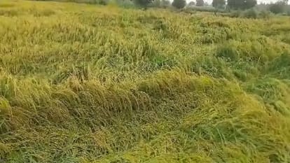weather news waterlogging and crops damaged due to heavy rains in Bareilly