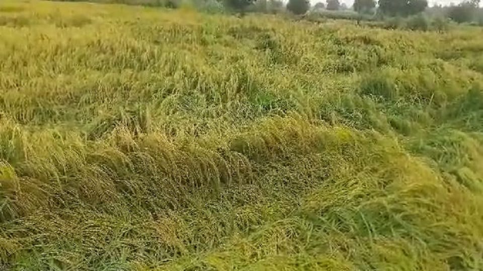 farmers have manipulated crop insurance scheme In many districts of Uttar Pradesh