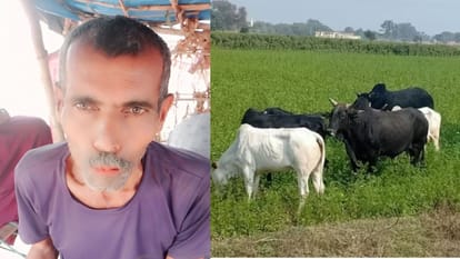 bull threw the farmer into the river and died in Shahjahanpur