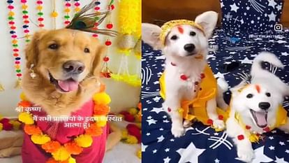 Jammu woman files FIR for decorating dog with flute and peacock feathers in Mathura