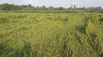 Record breaking rainfall in Bareilly
