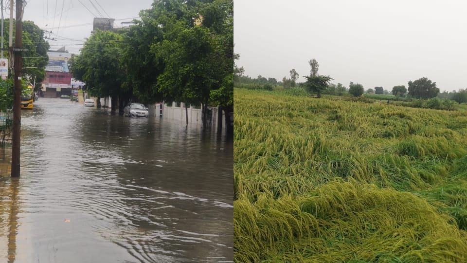 weather news waterlogging and crops damaged due to heavy rains in Bareilly