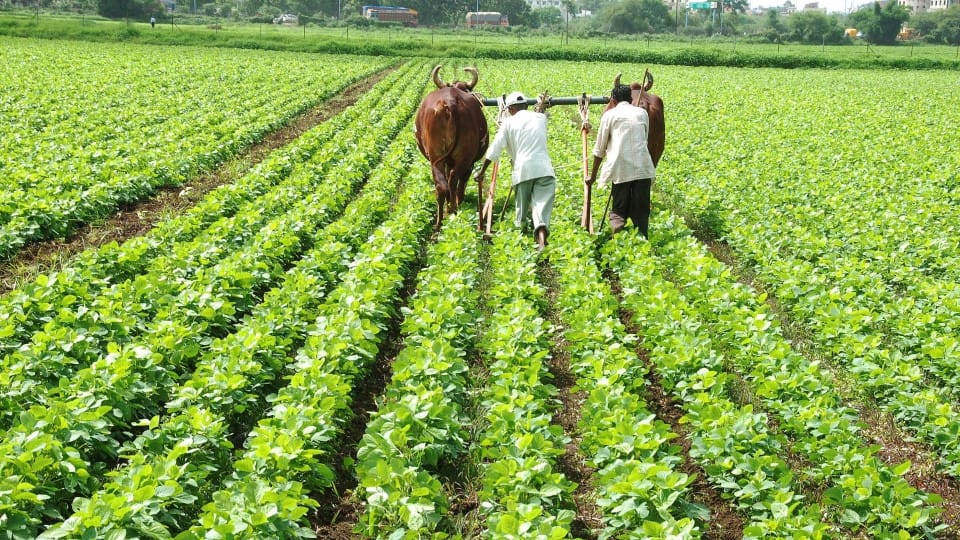 soybean crop heavy rain impact barish indore