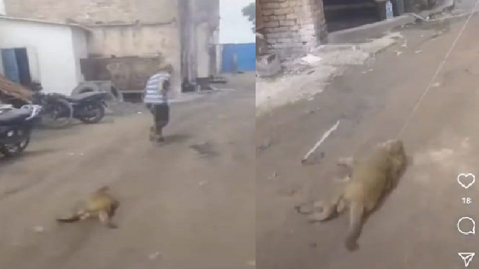 youth killed a monkey by tying it with a rope and dragging In Bulandshahr