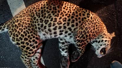 Guna News: leopard Dead body found on Guna Highway forest department engaged in investigation