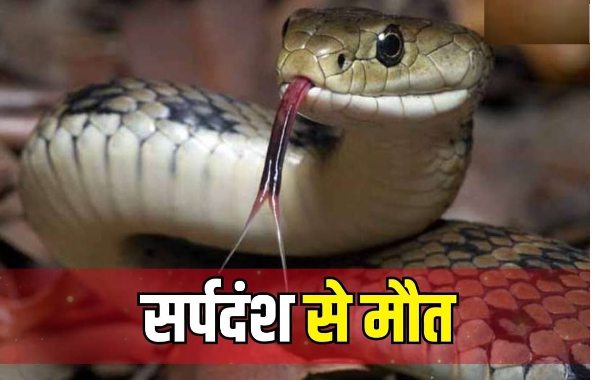 Girl student and boy die due to snakebite, the girl was cooking while crying and crying for her family members