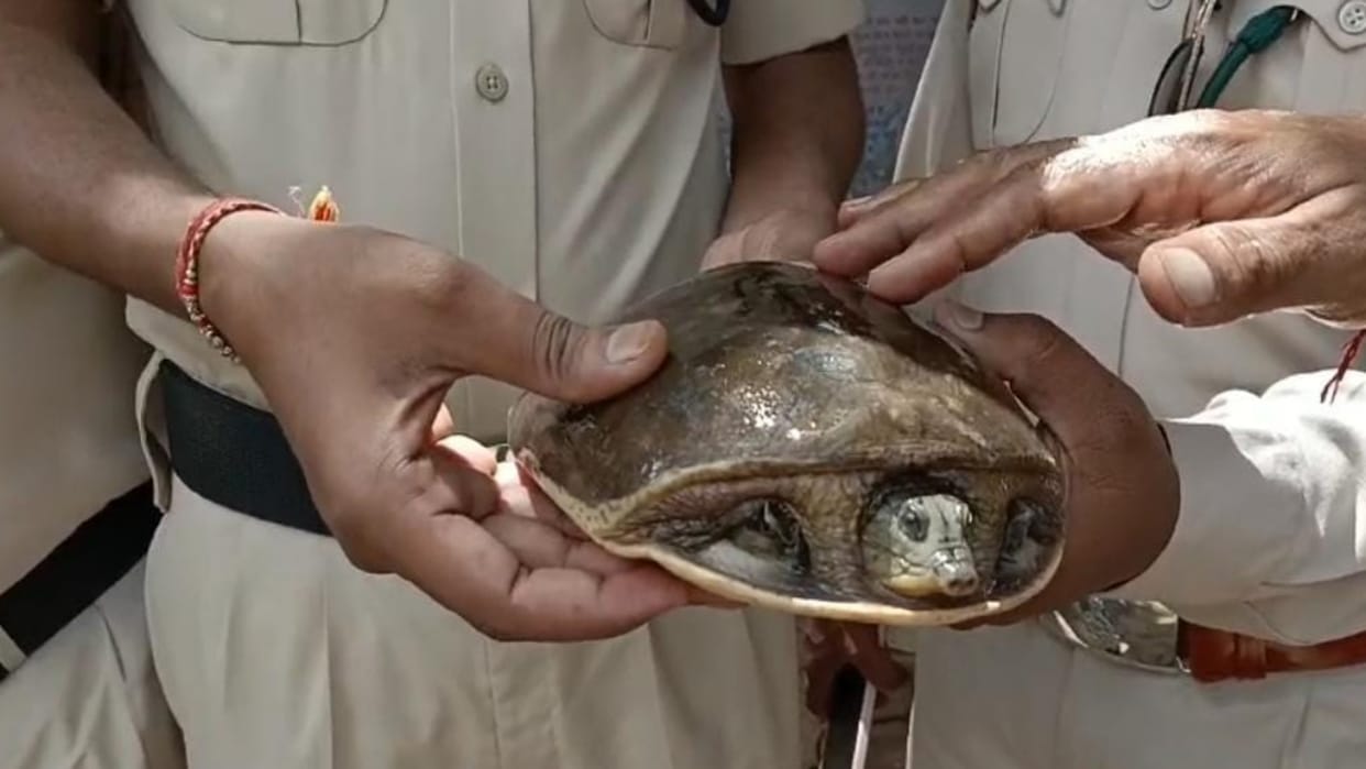Katni Tortoise of rare species found in AC coach of Amarkantak Express RPF-Forest Department will investigate