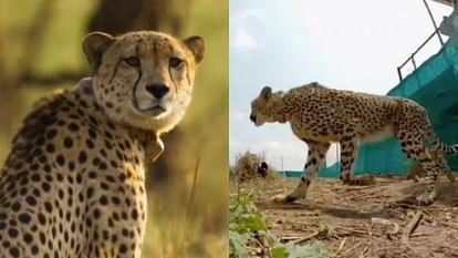 Kuno National Park Two leopards were released in a big enclosure both were brothers in sheopur