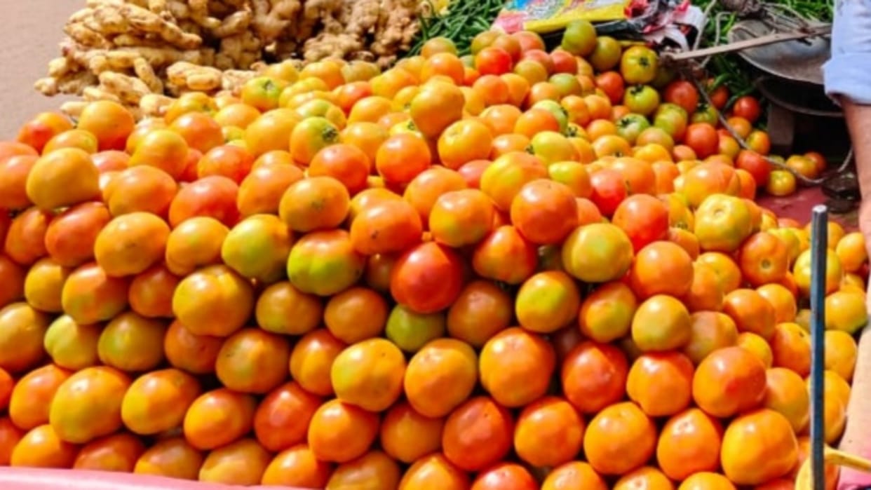 Shivpuri News Farmers worried due to low tomato prices in Shivpuri