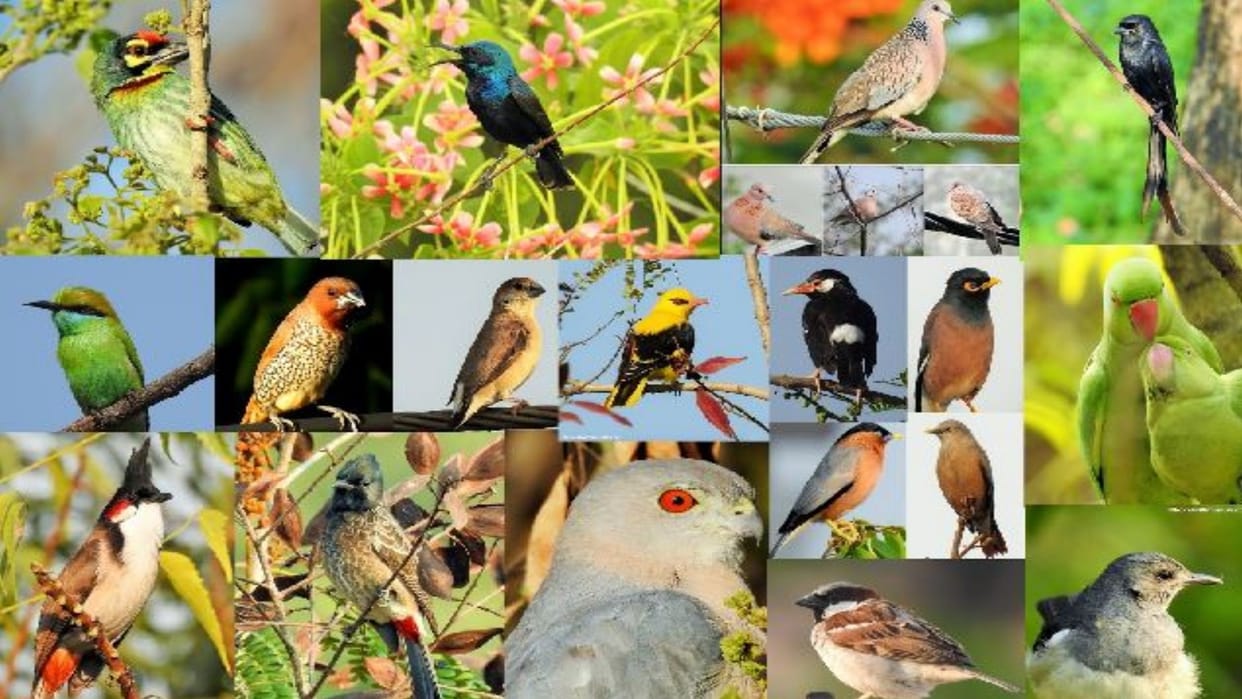 Information given about rare species in bird watching workshop.