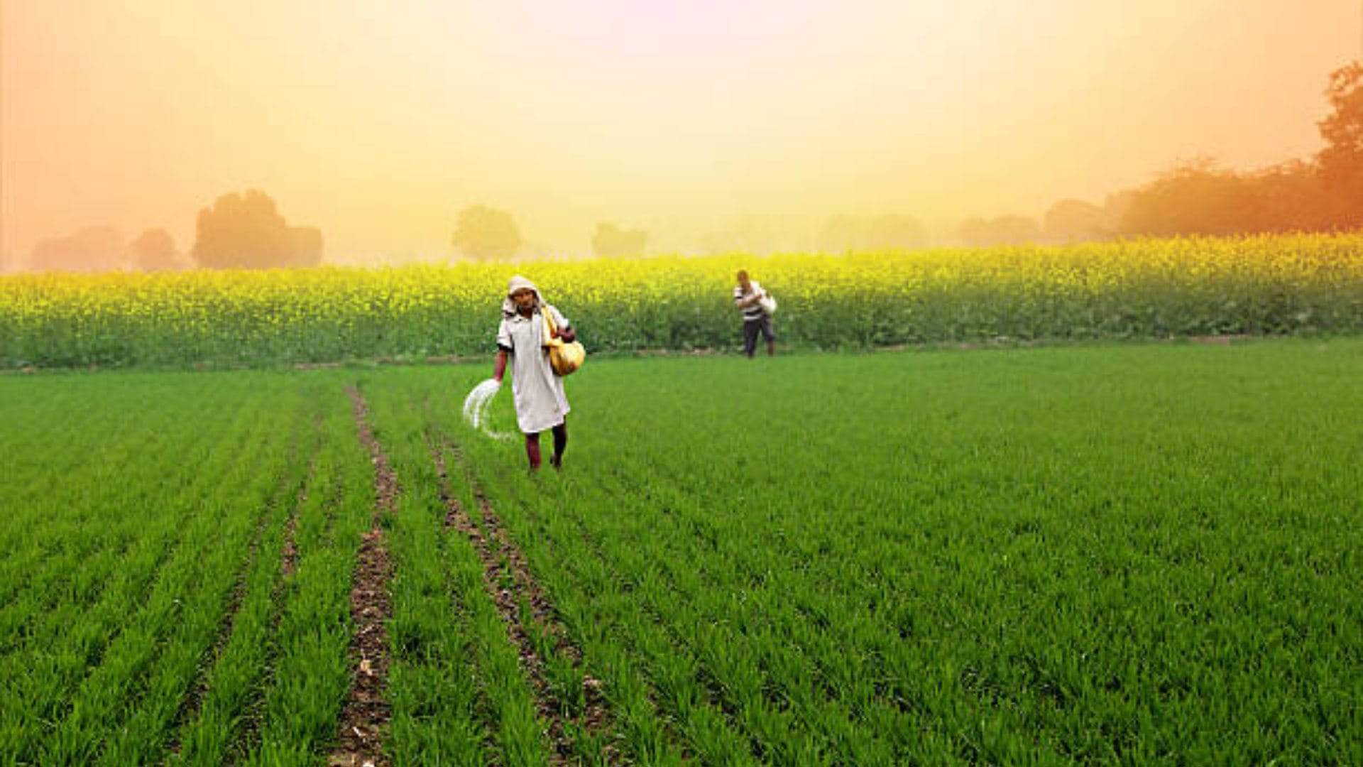Kisan