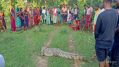 कोरबा के जंगल में मगरमच्छ: देखने के लिए उमड़ी ग्रामीणों की भीड़, वन कर्मियों ने रेस्क्यू कर खूंटाघाट जलाशय में Crocodile in Korba forest Crowd gathered to see