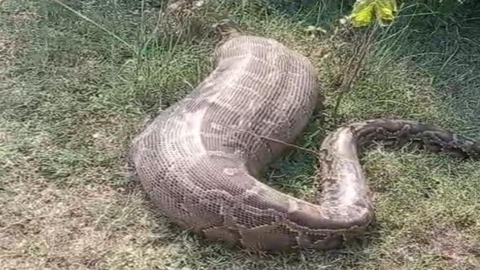 Python swallows wild animal in Amroha forest video goes viral