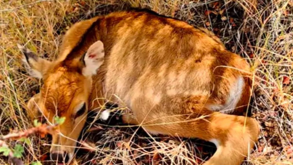 Jaisalmer Army soldiers saved the baby Nilgai which was surrounded by stray dogs