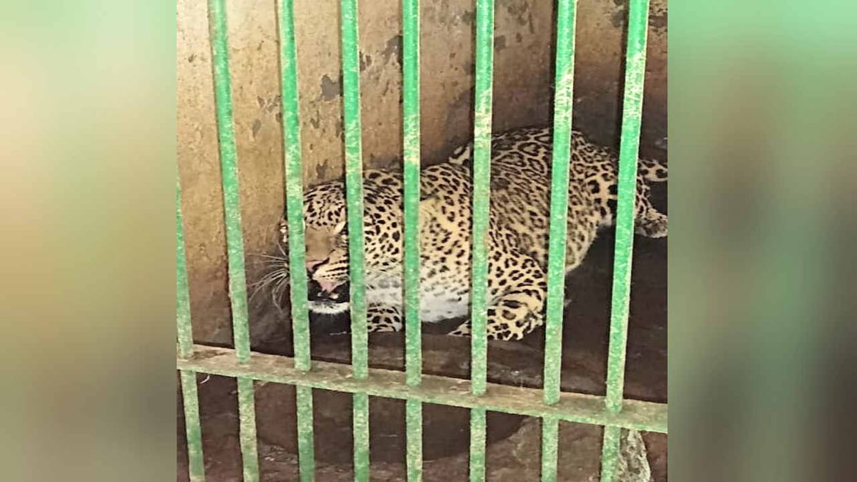 A new pair of leopards arrived in Mini Zoo Renukaji, the number increased to four.