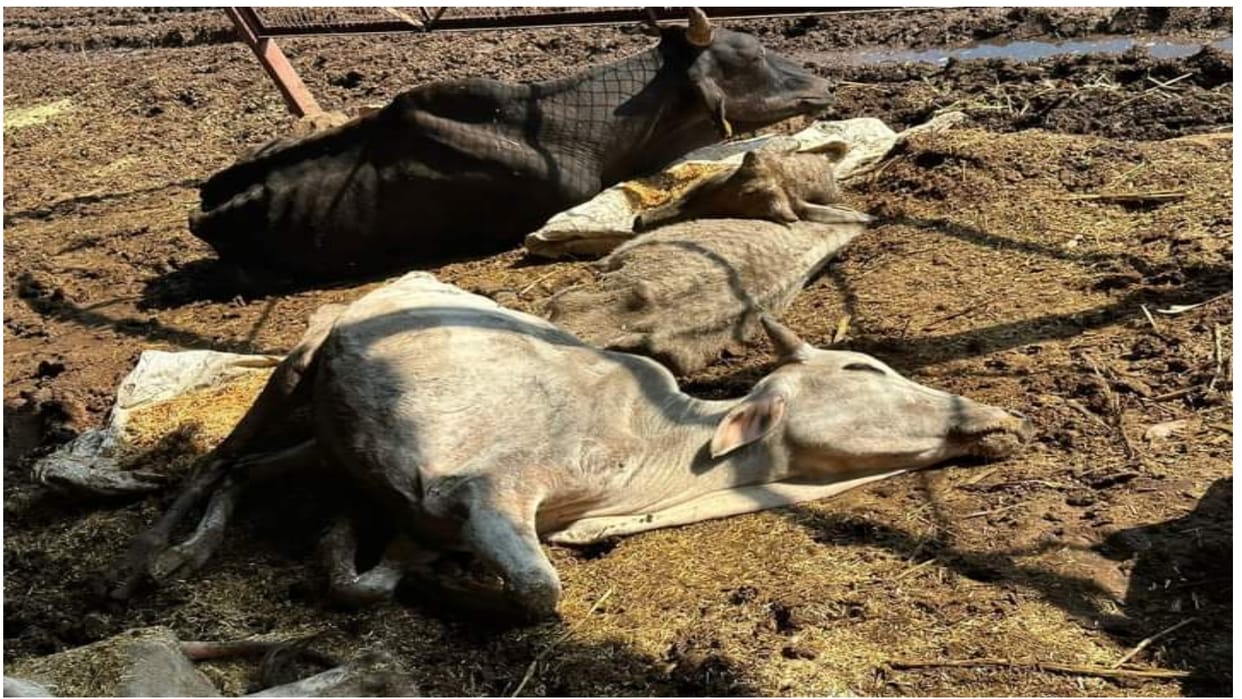 Shivpuri 14 cows died in the cowshed of the municipality such situation happened due to chaos