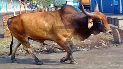 Old man killed by a bull trapped in its horns and thrown on road