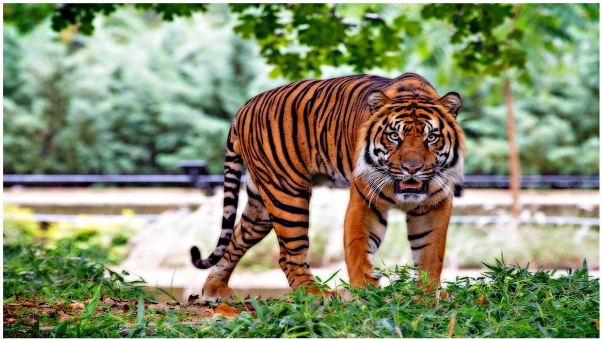 Umaria Shepherd clashed with tiger to save cattle tiger attacked in Bamera third incident in Pataur range