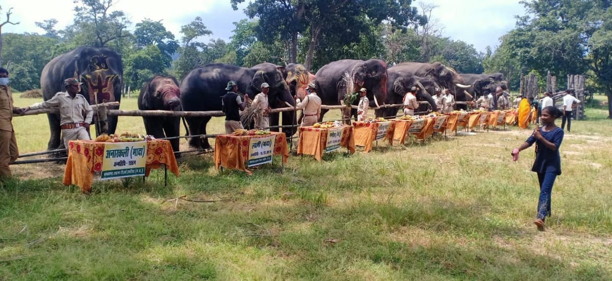 MP News: Elephant Festival from tomorrow in Bandhavgarh National Park, Gajraj will have fun for a week