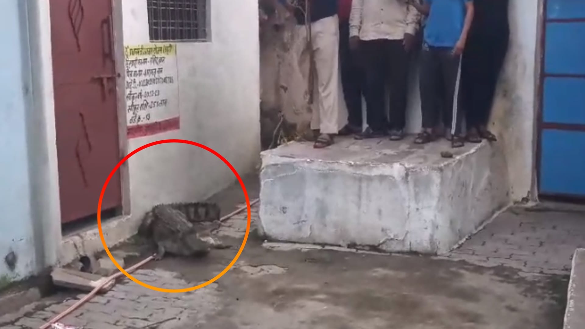 आधी रात में घूमते हुए दिखाई दिया छह फीट का मगरमच्छ