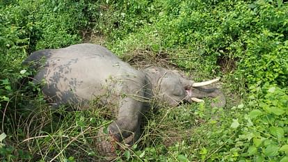 Elephant dies due to train collision in Ramnagar Nainital Uttarakhand news in hindi