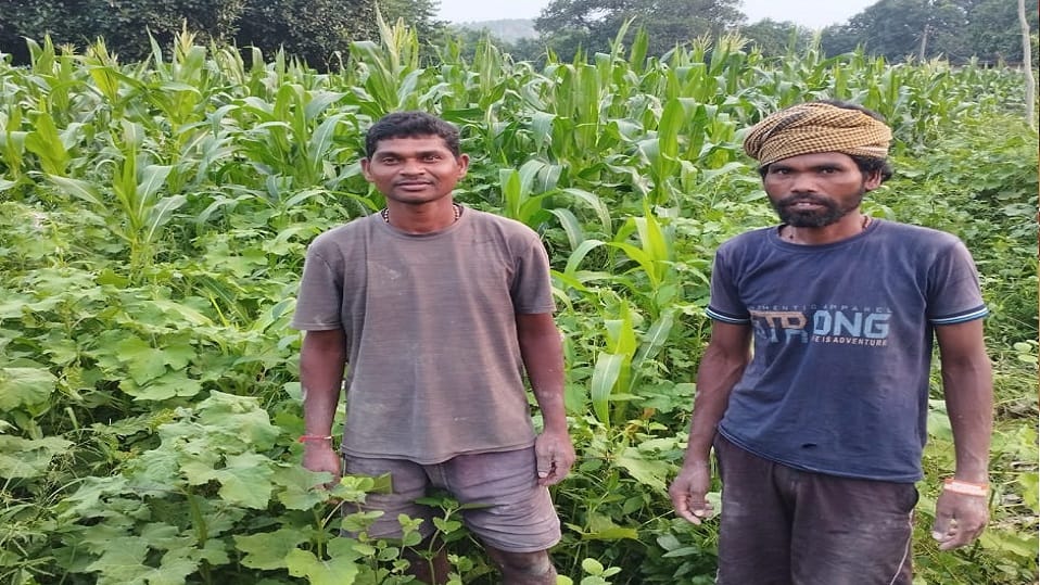 Four days continuous rain in Jashpur gave life to crops