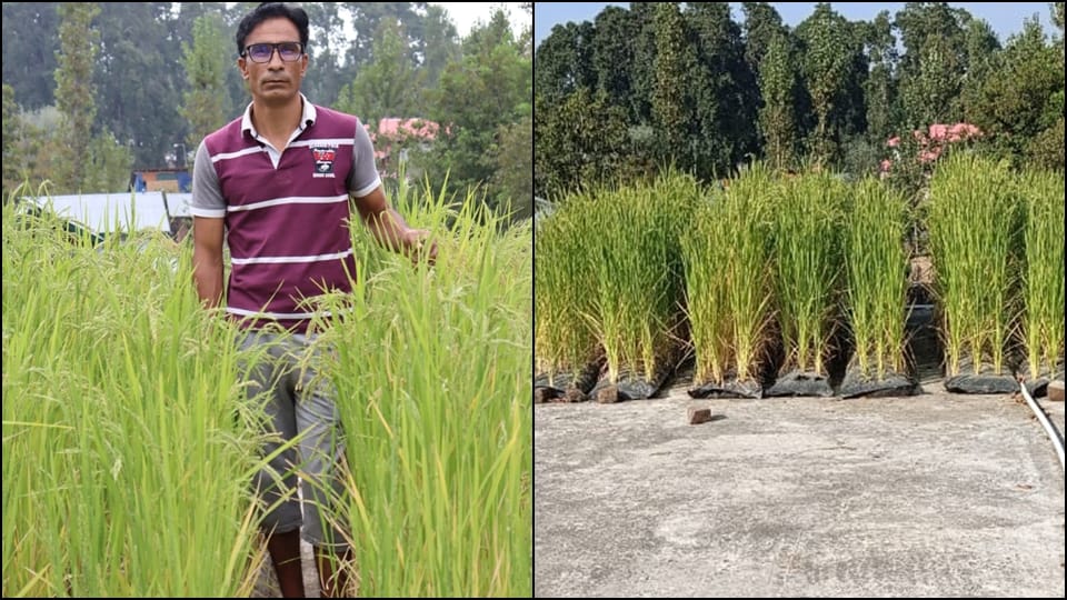 kashmir kulgam Zahoor Ahmed Reshi grows Paddy mushk budji rice on roof of house