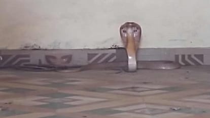 Clerk bitten by snake during cleanliness campaign in lakhimpur kheri