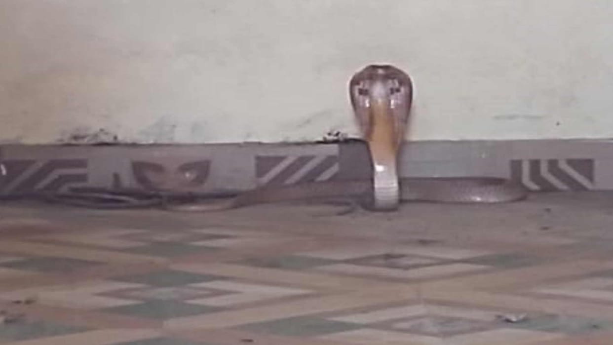 snake entered school and children got scared after seeing it
