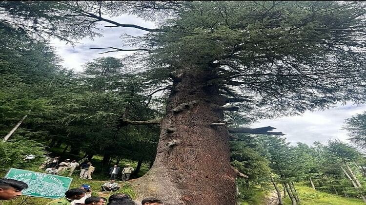 Jammu: World's largest cedar tree with 54 feet trunk found in Doda