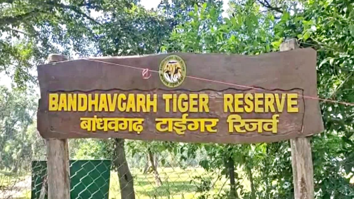 Death of tigers investigated in Bandhavgarh Tiger Reserve three member team formed